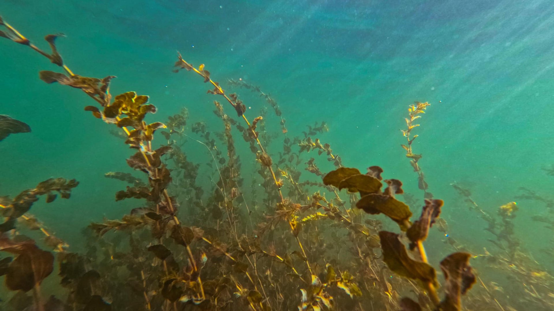 Így még sosem láttad a Balatont: lenyűgöző felvételek a magyar tenger aljáról