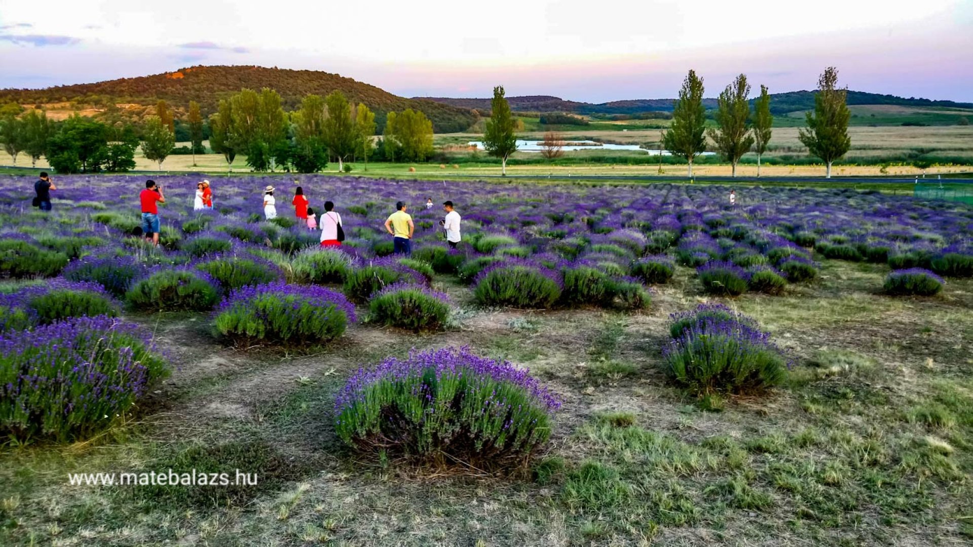 Megkezdődtek a Levendula Hetek Tihanyban: gyönyörködj te is a legendás levendulásban