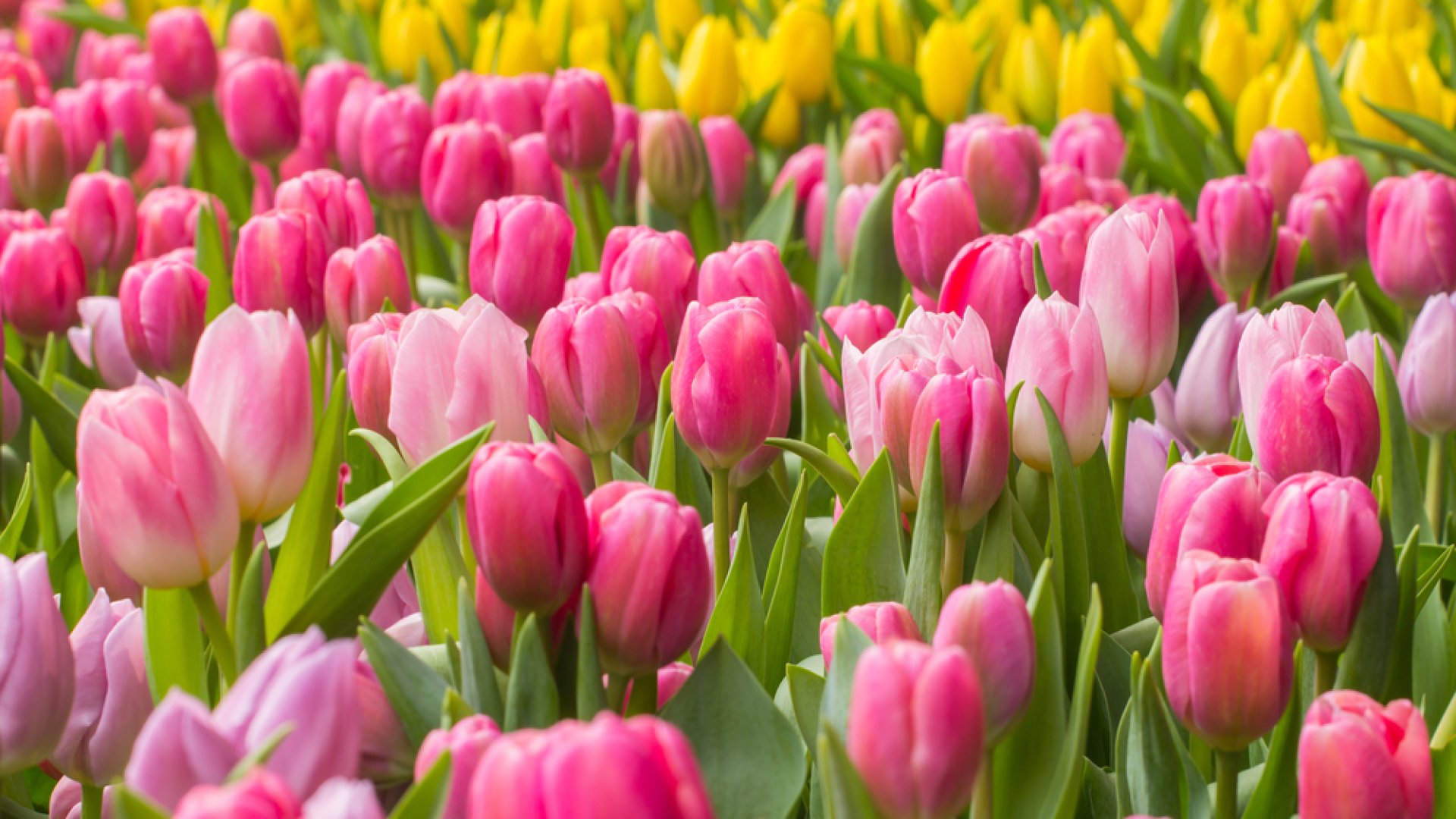 Kőröshegyi Tulipánszüret 2021 időpontja Kőröshegyi Tulipánszüret 2021 Balaton