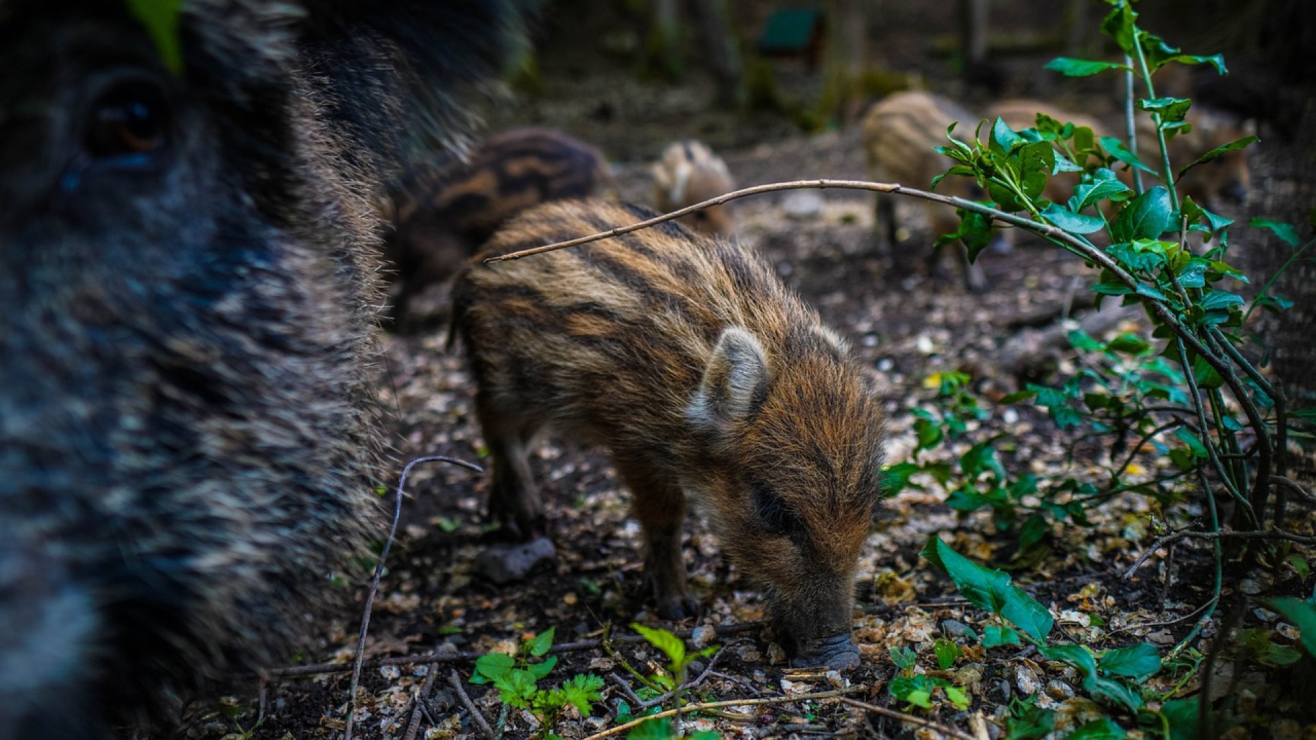 Vaddisznók portyáztak békésen Tihanyban fényes nappal, a turisták sem zavarták őket
