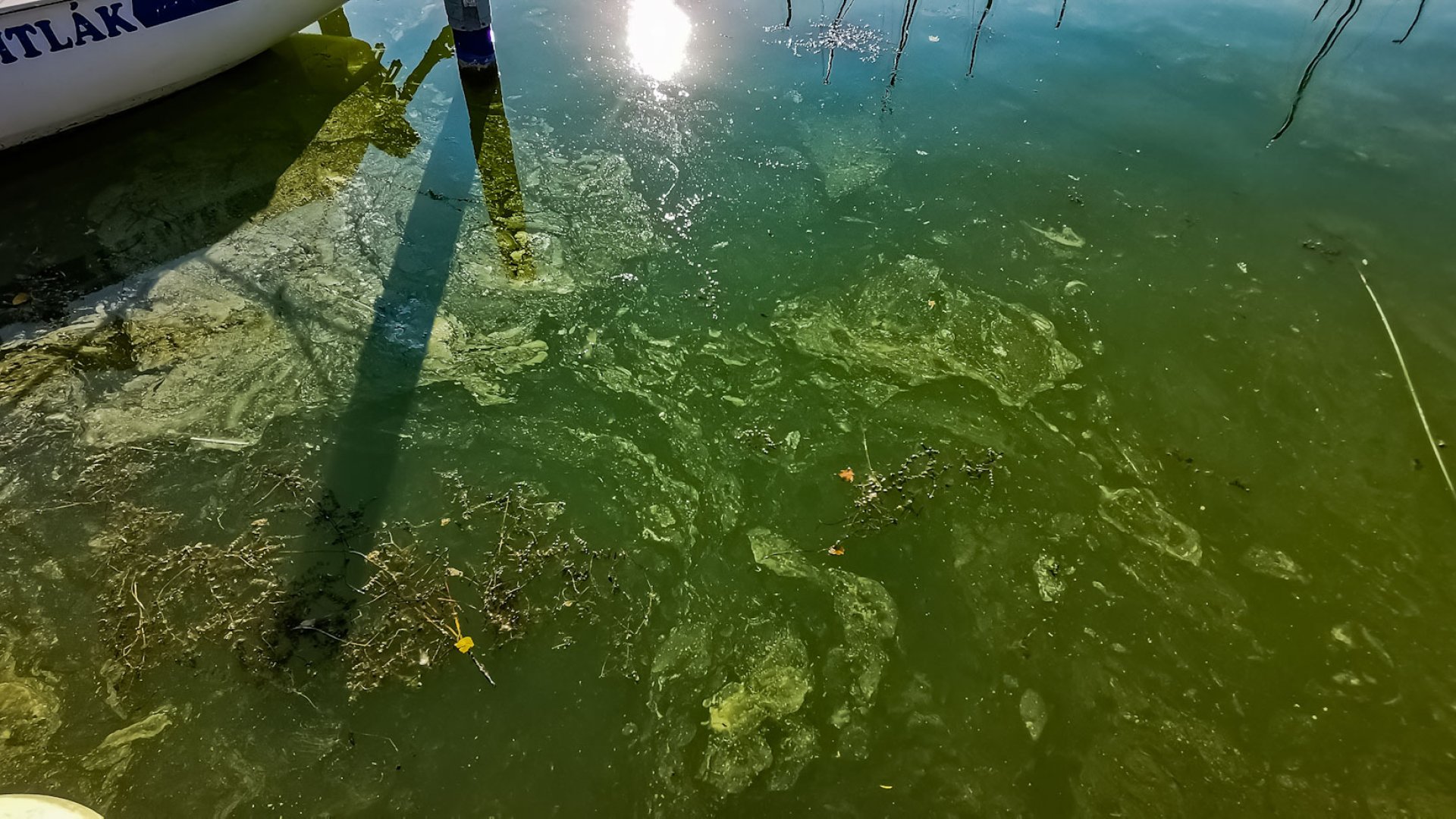 Balaton algásodása - szakértő válaszon Balaton algásodása veszélyes ránk