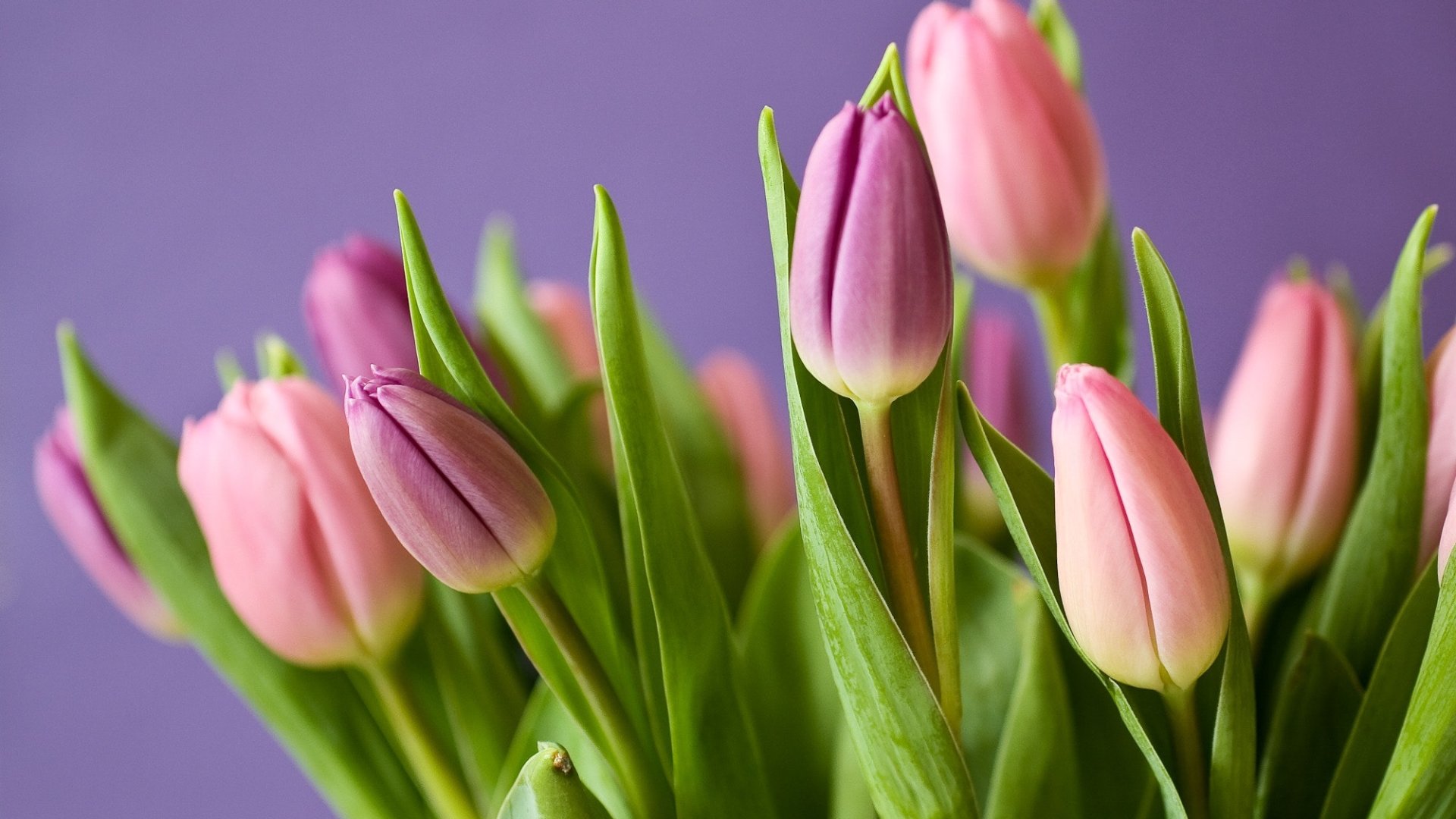 Online virágrendelés a Kőröshegyről Mentsük meg a tulipánokat- online tulipán rendelés
