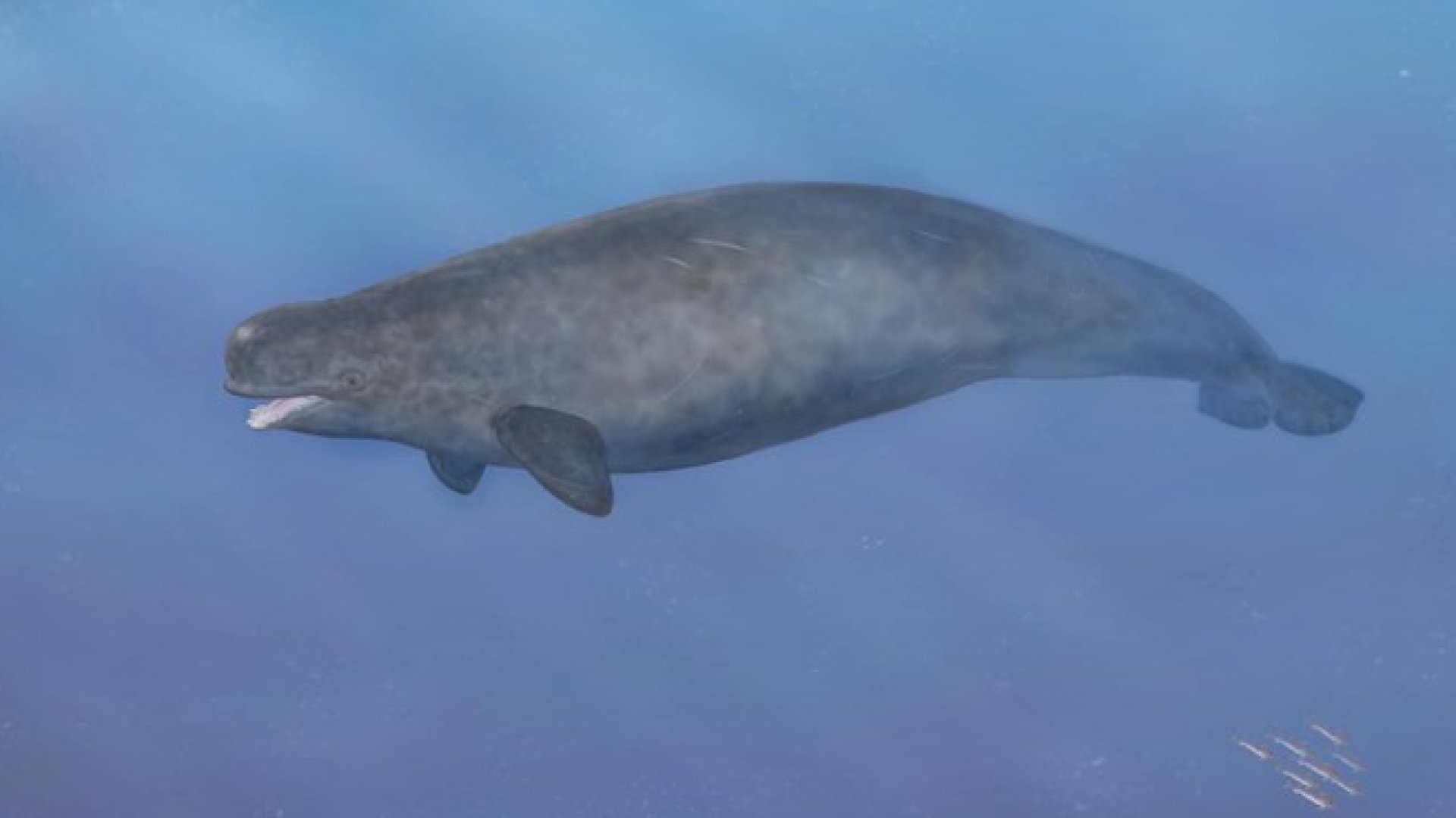 Először azonosítottak narvál-beluga hibridet a kutatók Először azonosítottak narvál-beluga hibridet a kutatók