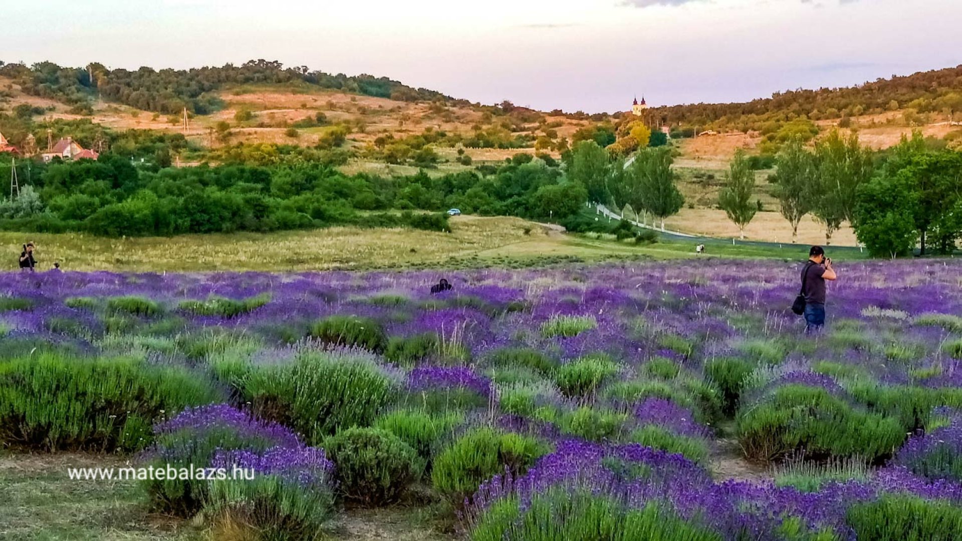 Ismerd meg a A Tihanyi levendulaültetvényeket