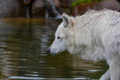 Farkasok fürödtek a Balatonban