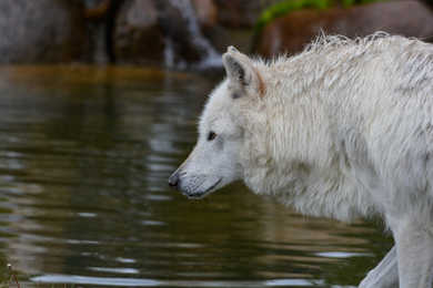 Farkasok fürödtek a Balatonban, frászt kaptak a fürdőzők