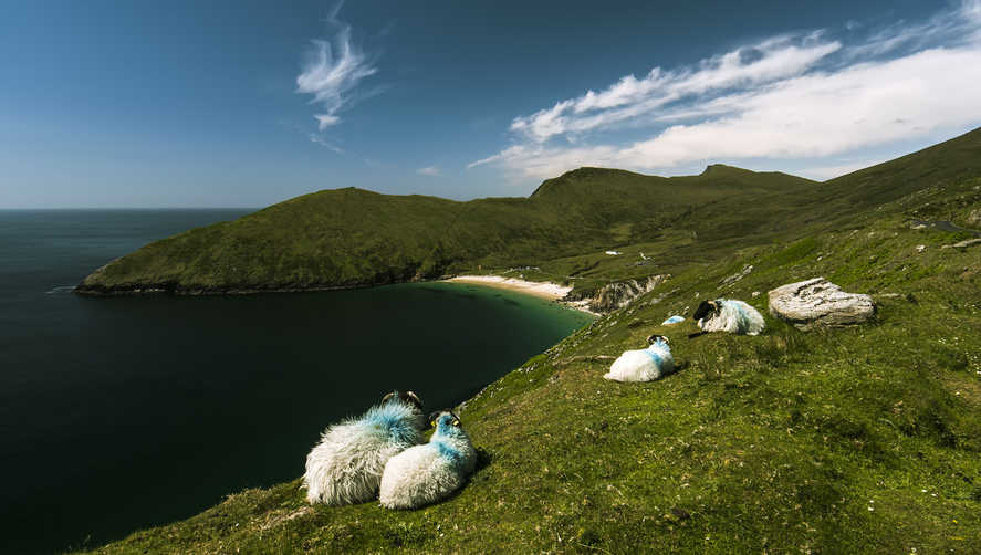 A zöldben úszó ír sziget, ahol szinte csak bárányok laknak: az Achill-sziget