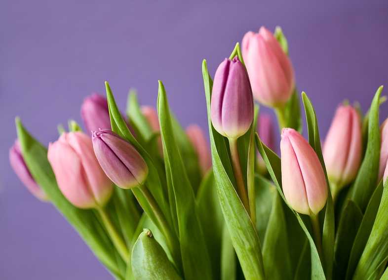 Mentsük meg a tulipánokat- online tulipán rendelés
