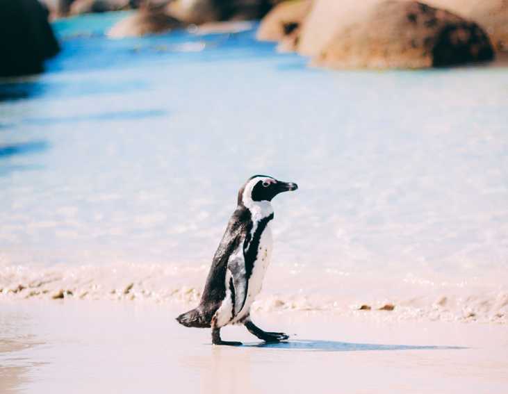 5 hely, ahol pingvinekkel lehet találkozni