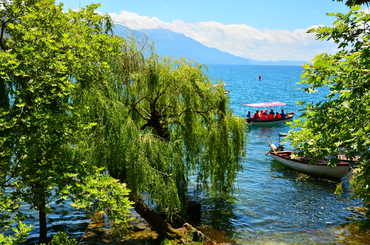 Balaton fűzfamegcsonkítása