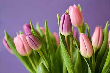 Mentsük meg a tulipánokat- online tulipán rendelés