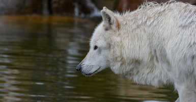 Farkasok fürödtek a Balatonban