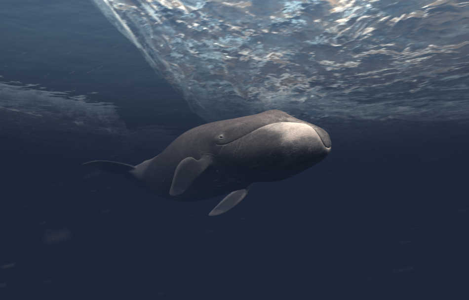 Elképesztő felvételek, így énekelnek a grönlandi bálnák.
