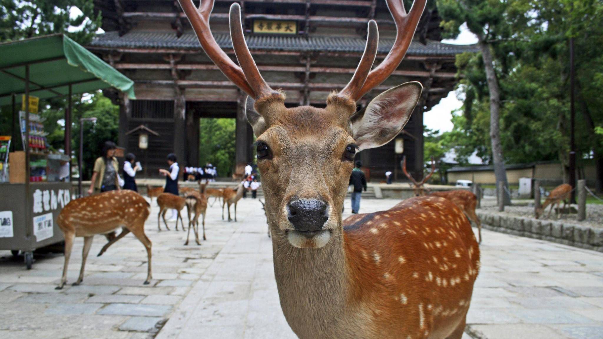 Mesebeli helyek, amiket látnod kell - Nara