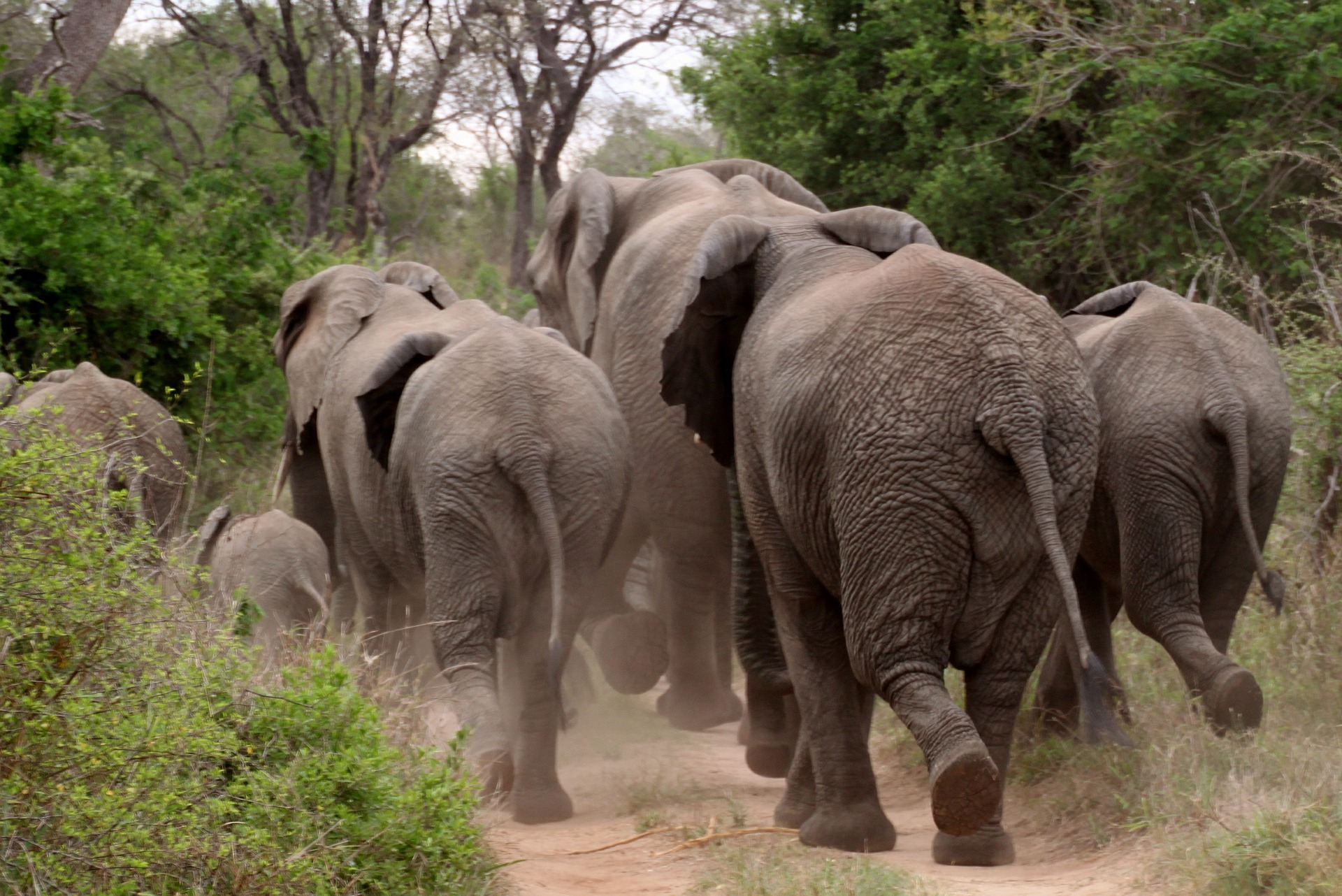 Dél-Afrika nevezetességei: Szafari a Kruger Nemzeti Park-ban