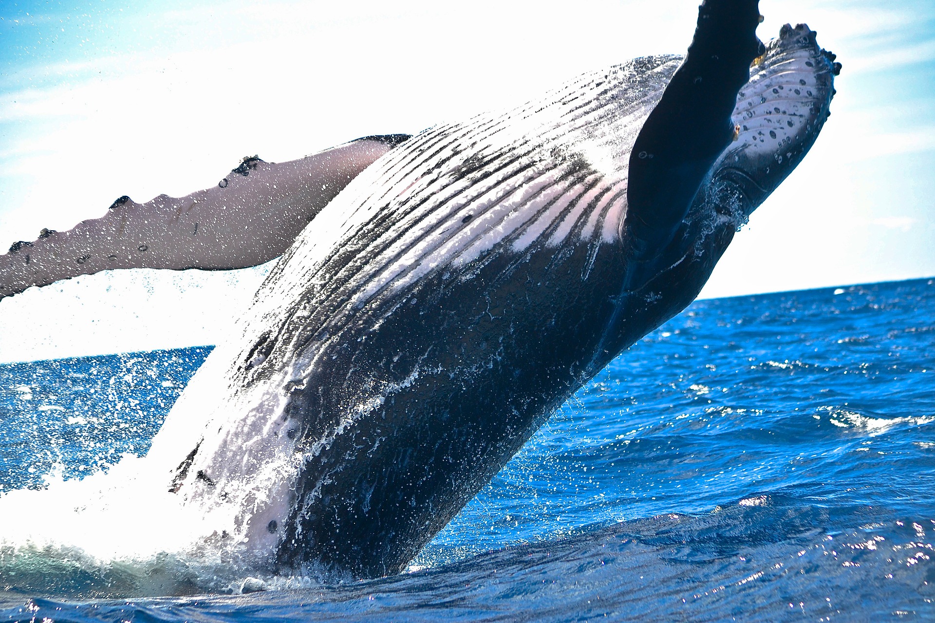Kajakozás a bálnákkal Kanadában