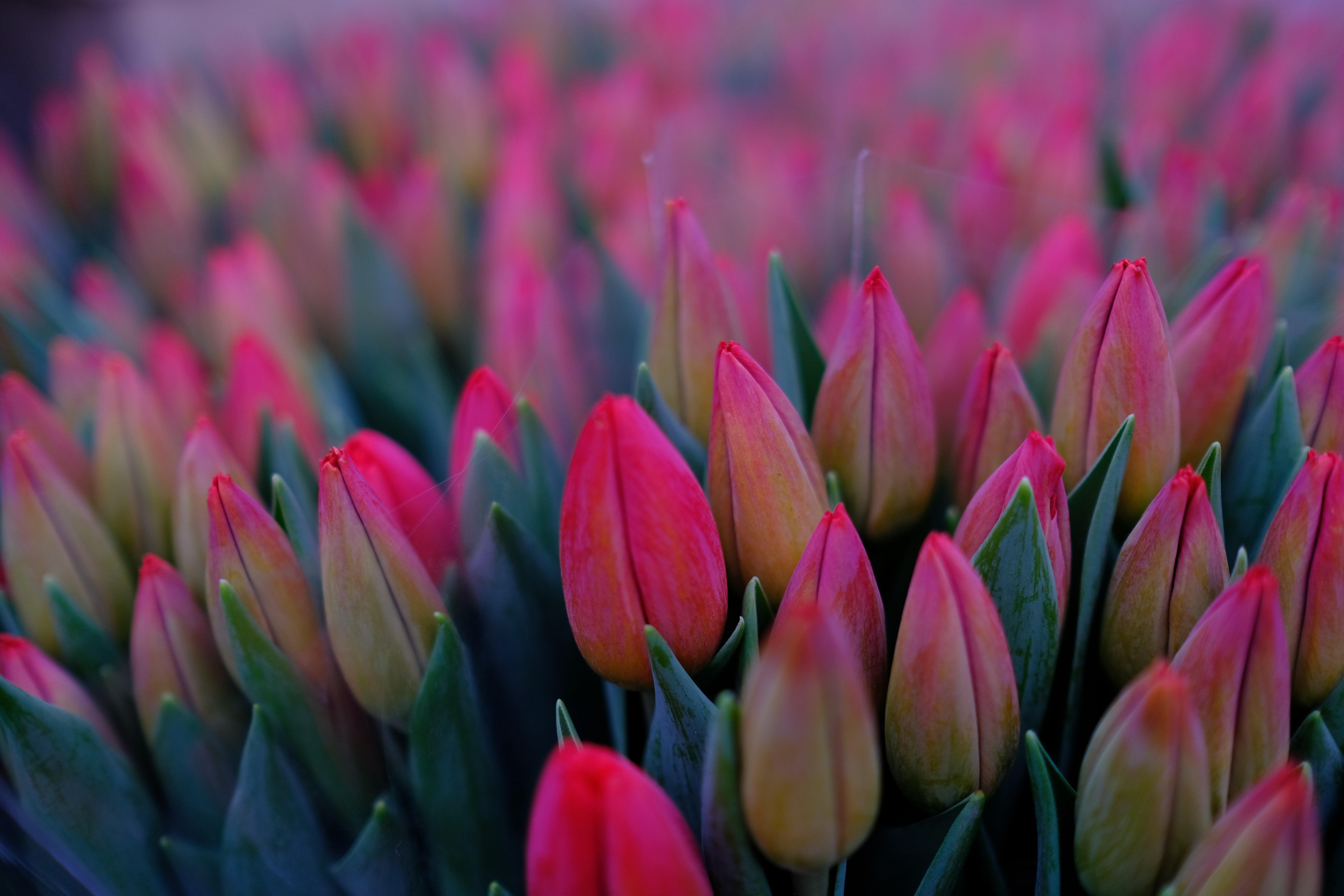 Tulipánszüret a Kőrőshegyen: tulipán virágzás 2020